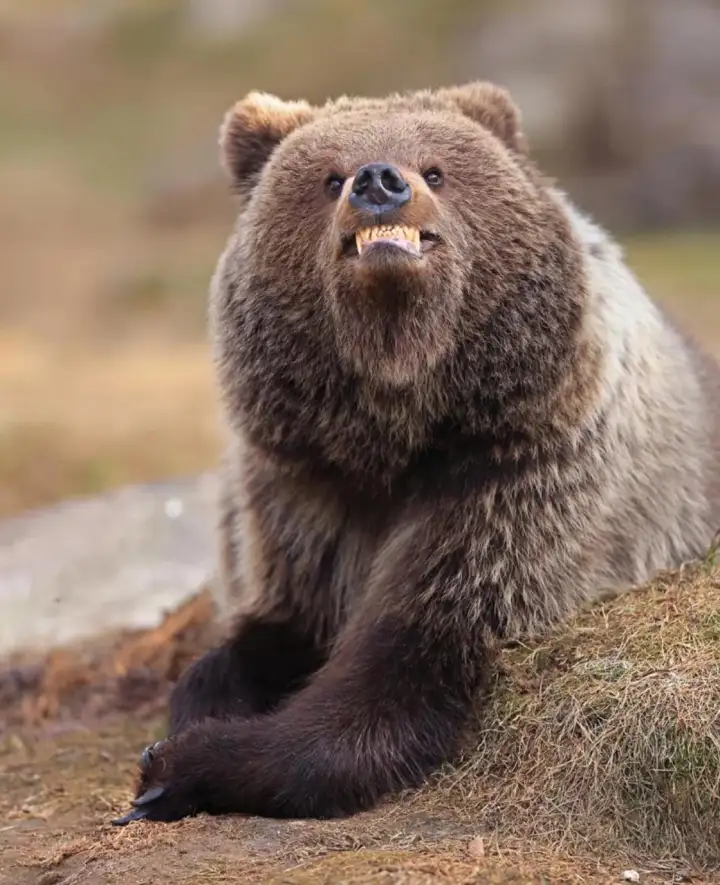 Медведь пытается улыбаться.