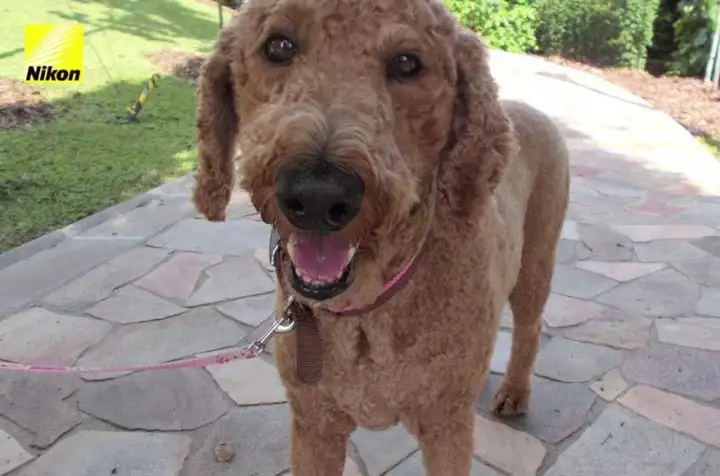 Другой пёсель.