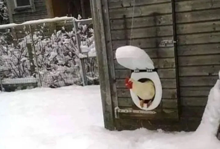 Главное, чтобы птицам было комфортно.