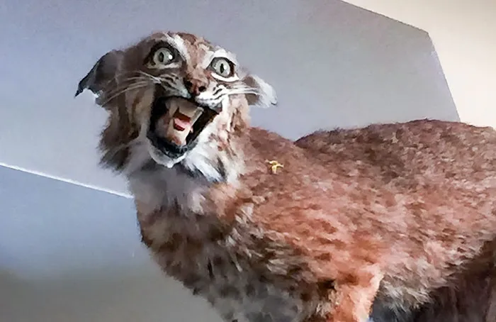 «Получил эту вещь по почте на днях. Понятия не имею, кто это отправил».