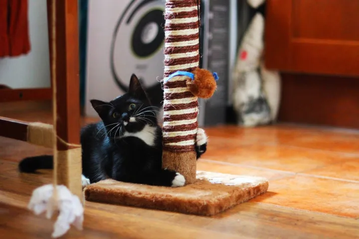 Лучше всего разместить когтеточки там, где кошка любит бывать.