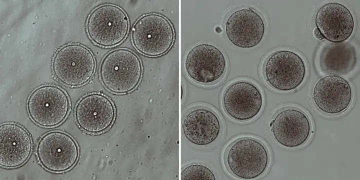 Незрелые (слева) и зрелые ооциты мыши.