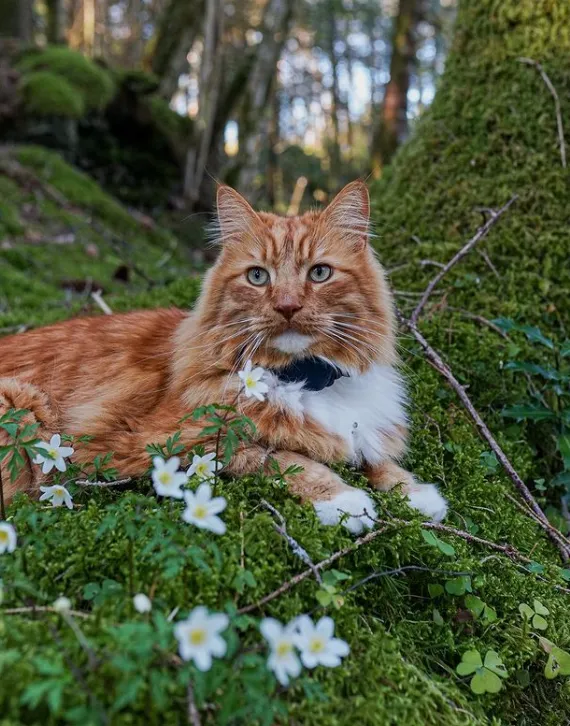 «Примус любит прогулки по лесу».