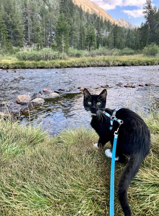 «Огромный мир для маленького котенка».