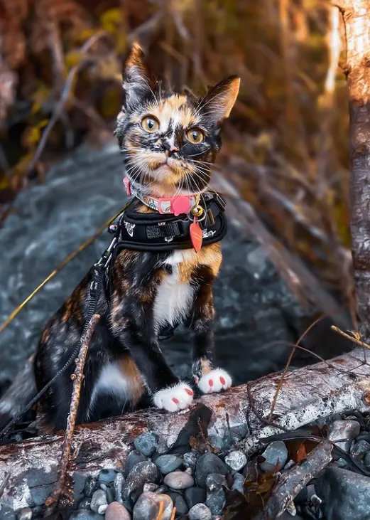 «Знакомьтесь, это Офелия, чрезвычайно очаровательная и до смешного озорная кошечка».