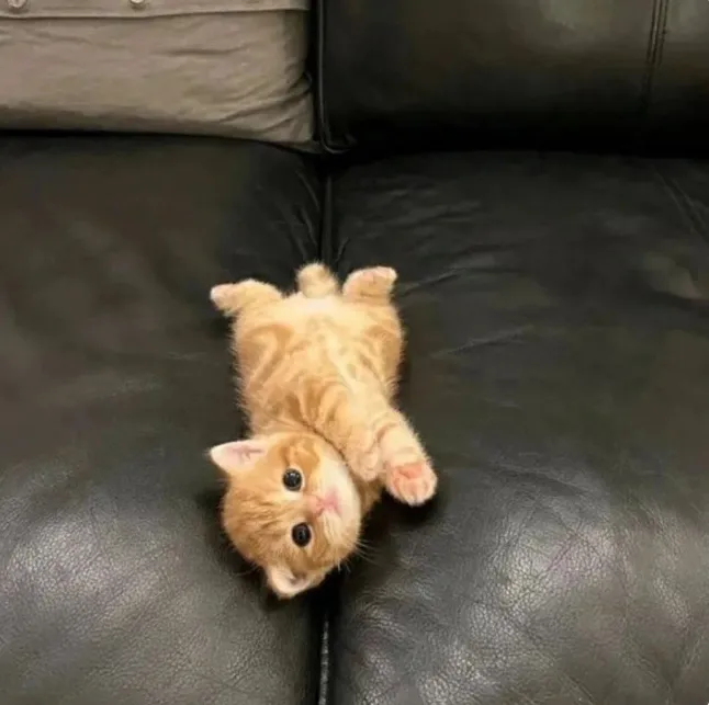 У вас тут рыжая маленьковость валяется.