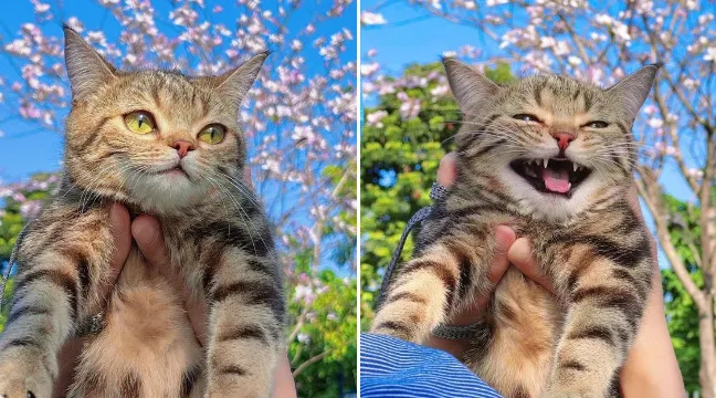 Мимиметр поломался.