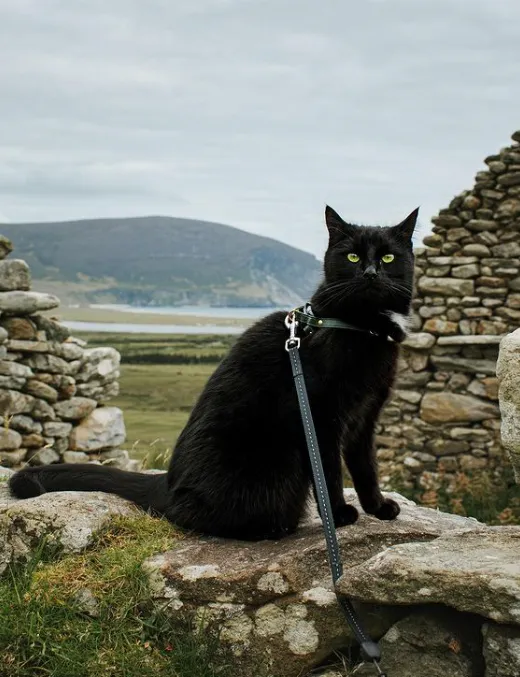 «Исследуем руины заброшенной деревни на острове Ачилл. Здесь фантастически красивые пейзажи!»