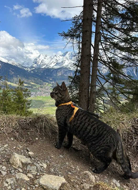 Волшебные горы и котик.