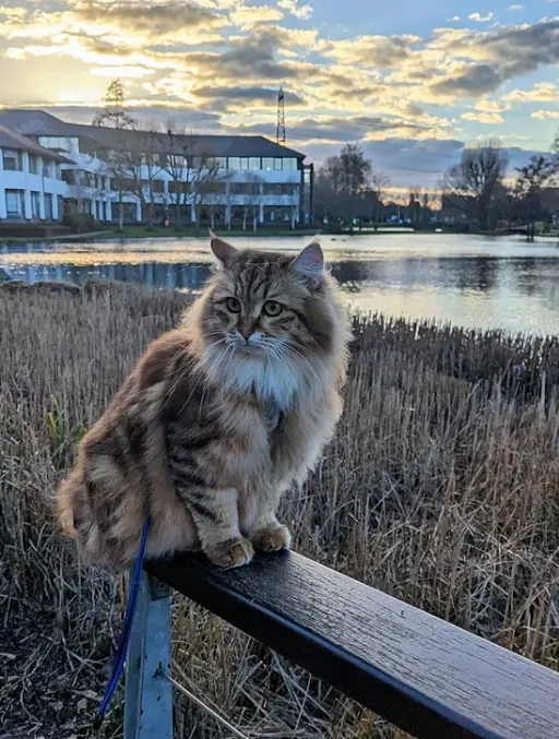 «Наше воскресное приключение».
