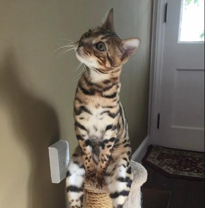 «А ты принесешь мне вкусняшки?»