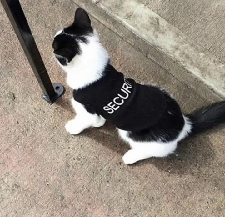 Маленький охранник.