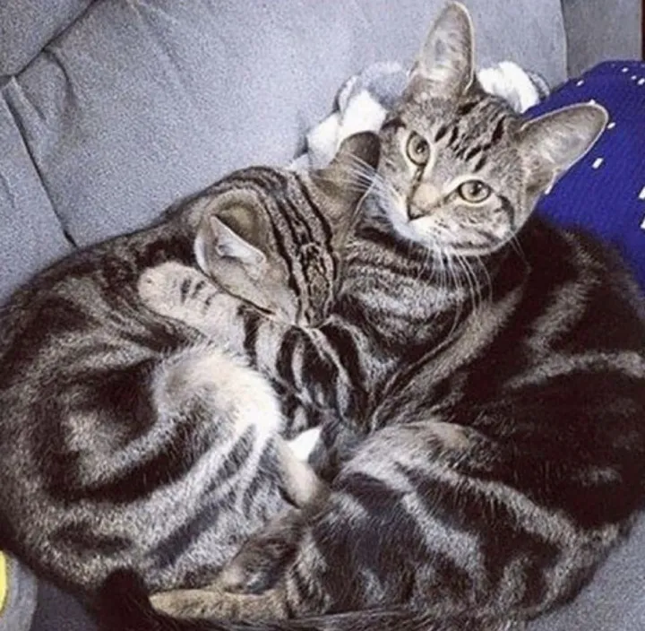 «Ты ее расстроил, кожаный! Тебе не стыдно?»