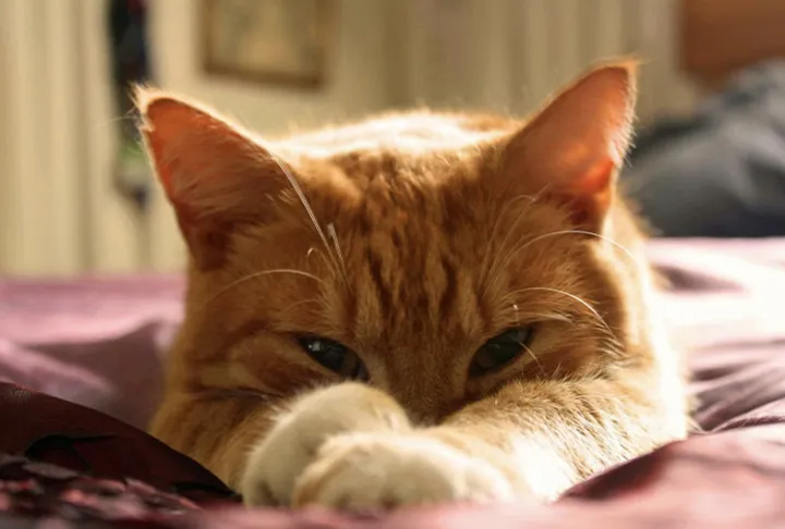 Этот хитрый взгляд великолепен.