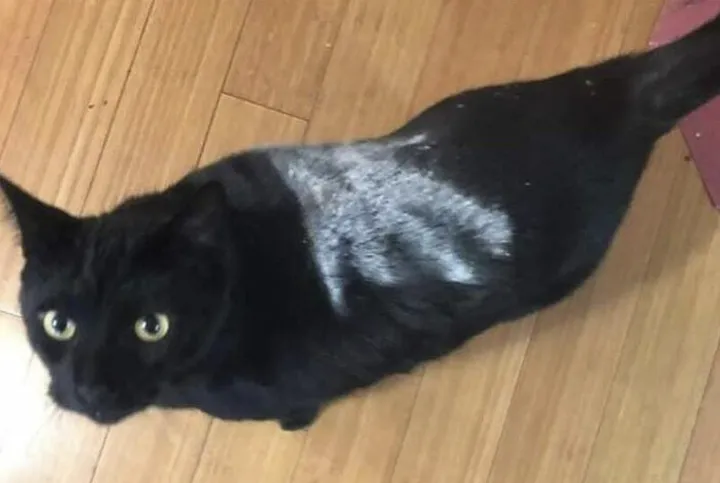 Когда твой хозяин фанат «Властелина колец».