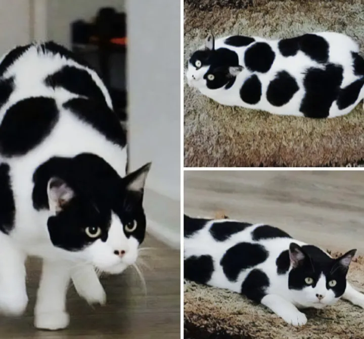 Котокоровка.