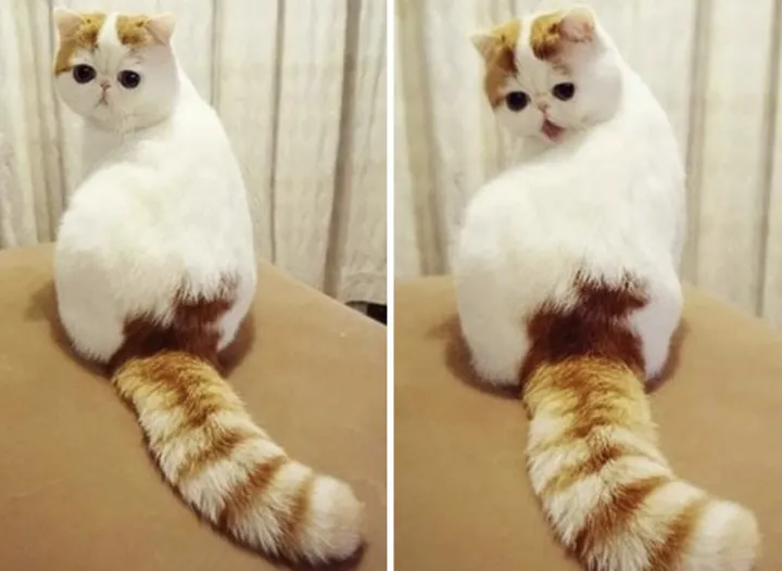 «Ого! Это мой хвост?»