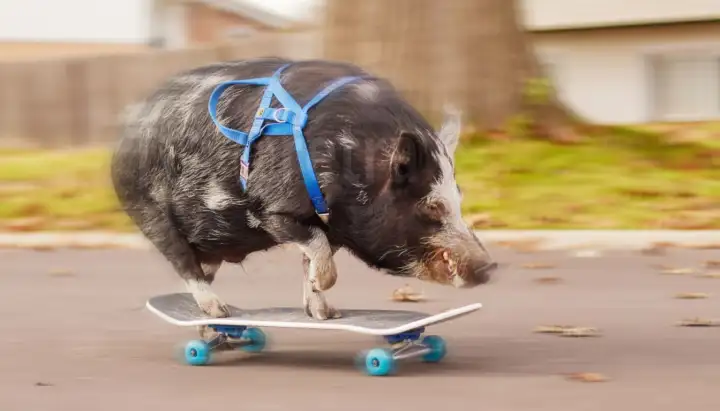 Одарённый поросёнок стал самой быстрой свиньёй на скейтборде.