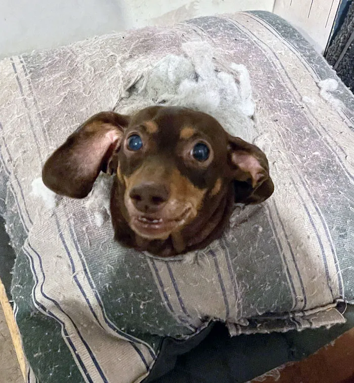 «Двоюродный брат сказал, что моя собака Брауни очень хорошо воспитана. Сегодня я пришел домой и увидел это. Я не могу перестать смеяться».