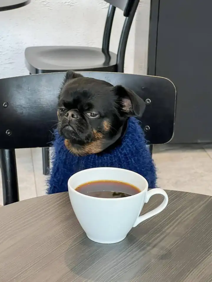 Недовольный утренний Чарли.