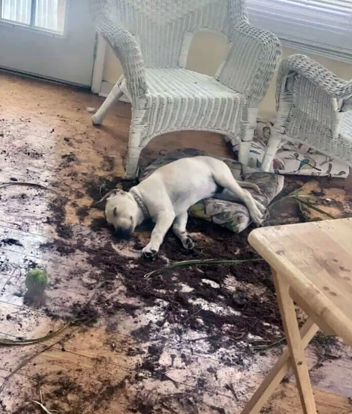 Уснул прямо на месте преступления.