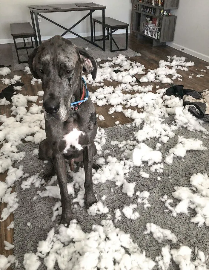 «Пап, не знаю, как это произошло, но диванная подушка взорвалась».