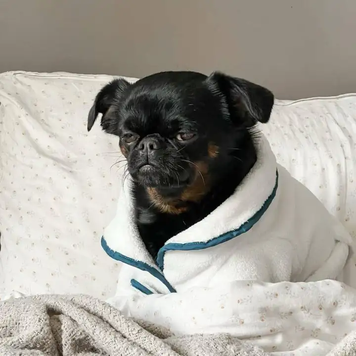 Недовольный Чарли готовится ко сну.