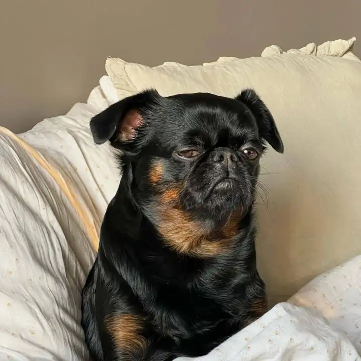 Недовольный Чарли проснулся.