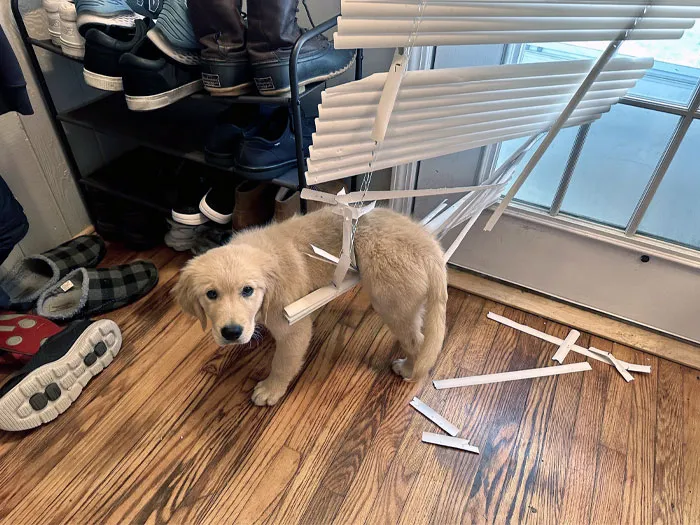 «Он сделал это, пока я выходил из дома на три минуты!»