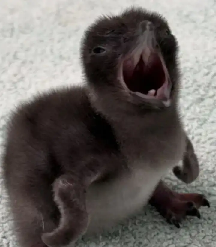 Пингвинёнок Генри