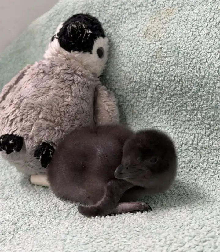 Он же с игрушкой.