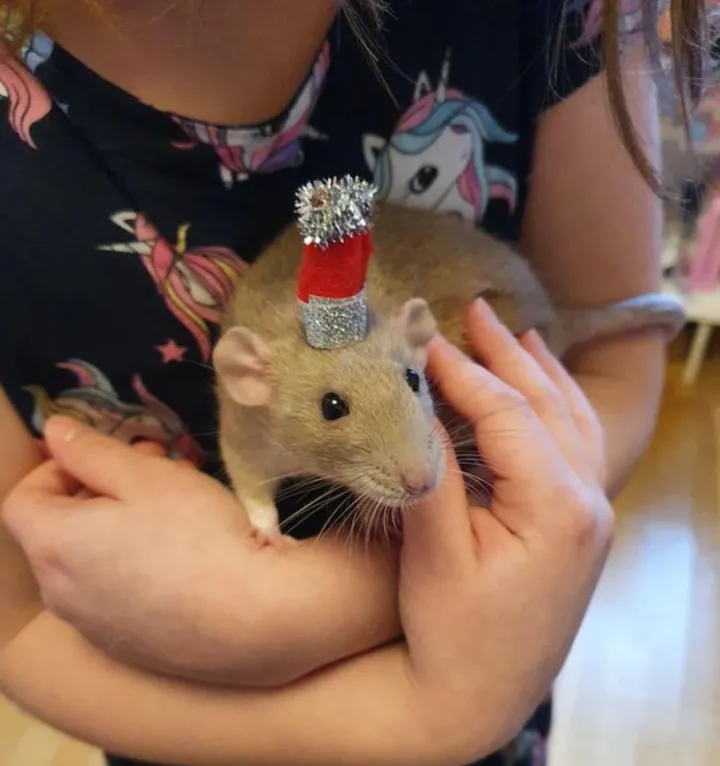 «Моя дочь сделала шапочку для своей крысы».