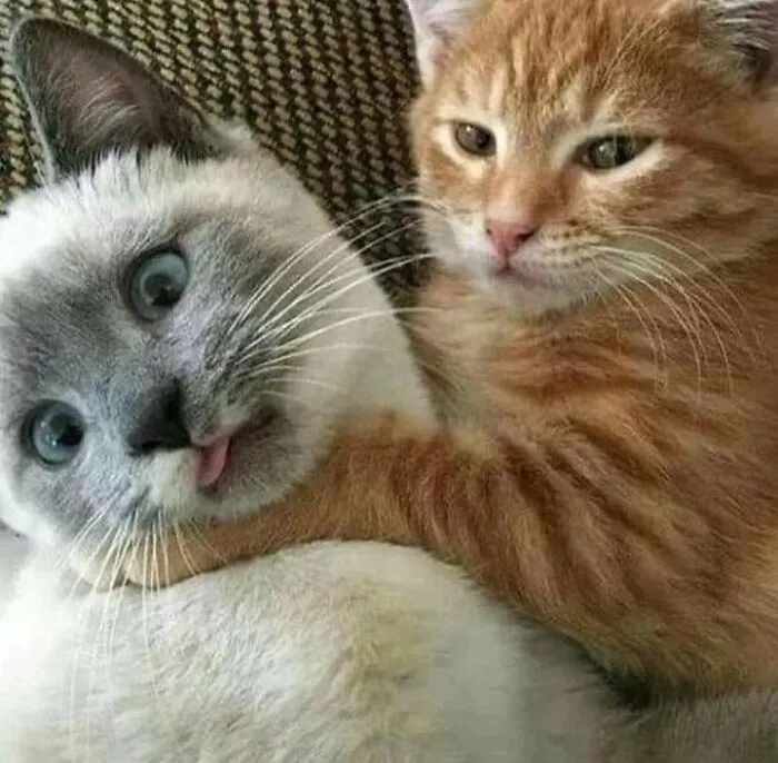 «Памагити!»