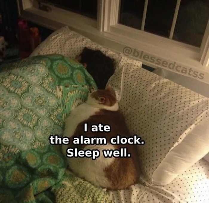 «Я съел будильник. Спи крепко».