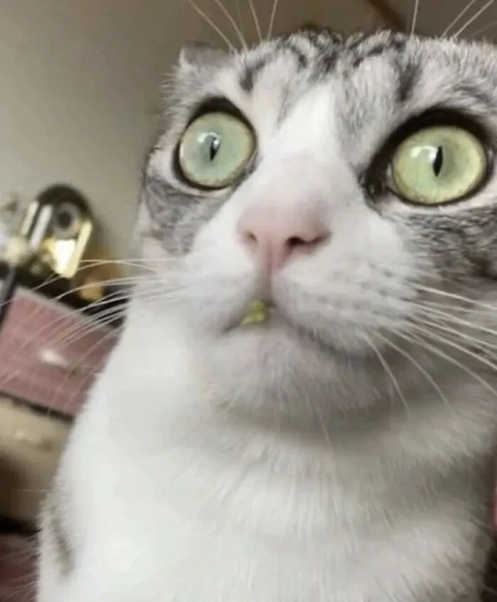 «В смысле вискас подорожал? Опять?»