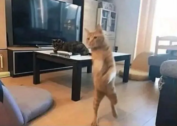 Идет на разборки.