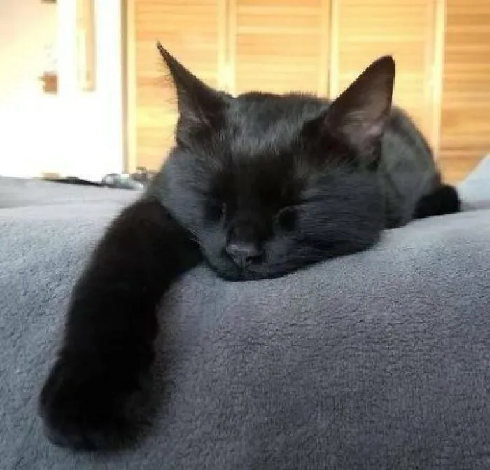 Спи крепко, пушистик.