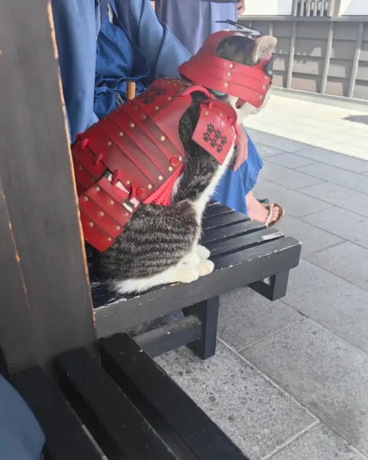 Котэцу-кун сочетает в себе истинно самурайскую выдержку с кошачьим обаянием.