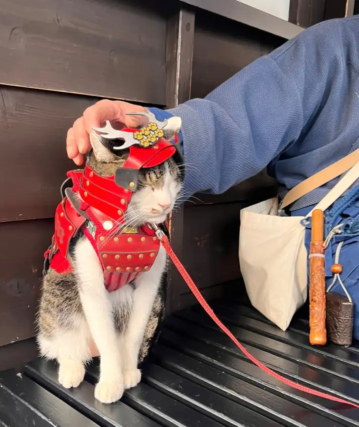 Местные жители и туристы обожают этого четвероногого самурая.