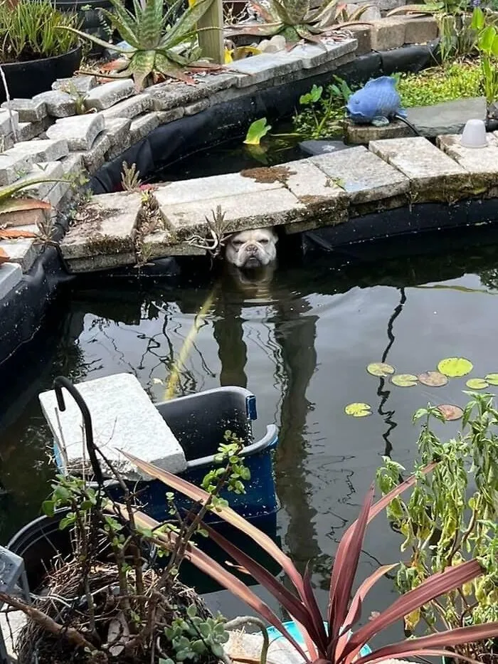 «Я думаю, моя собака — наполовину лягушка».