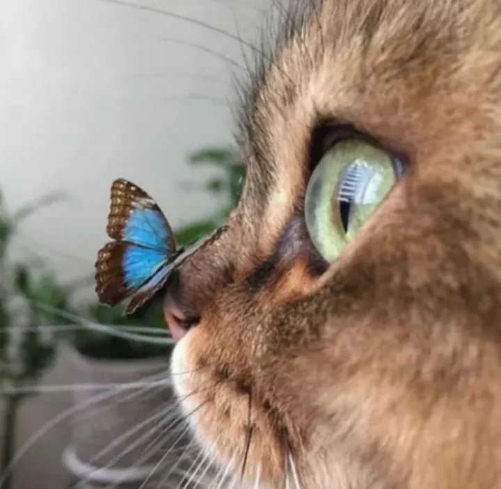 «Какая красивая».