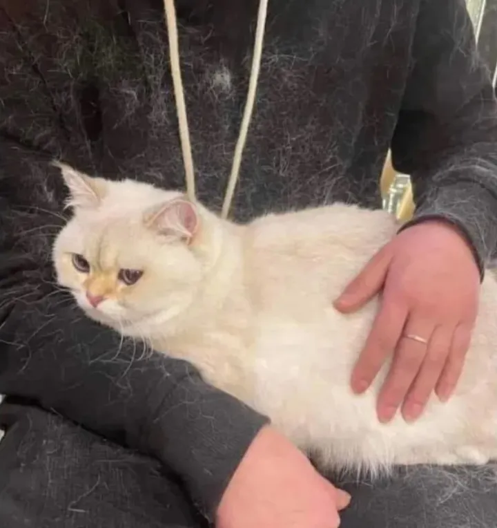 Когда у вас есть кот, все становится котом.