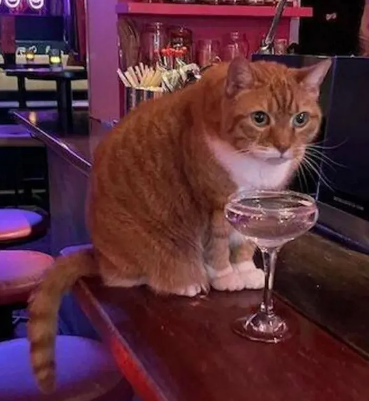 «Ты кого назвал алкоголиком?»