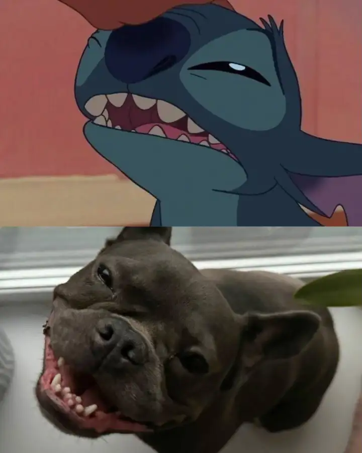 Такой же довольный, как Стич.