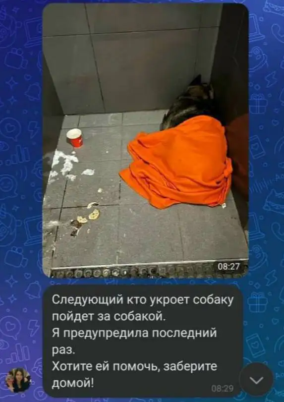 Управляющая пригрозила увольнением тем, кто будет укрывать собаку.