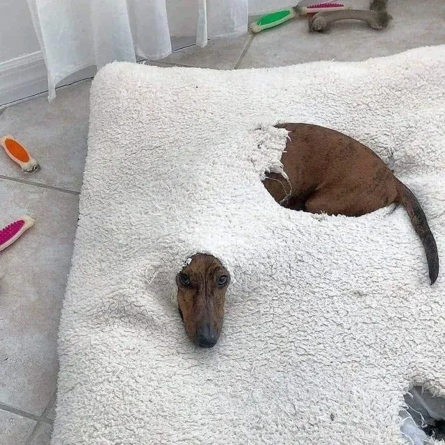 «Так счастлив».