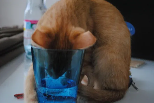 «Нашел его, пытающимся украсть глоток моей газированной воды.»