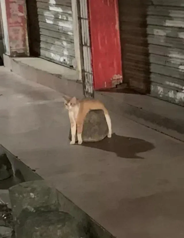 «Он пытается высидеть свое каменное яйцо