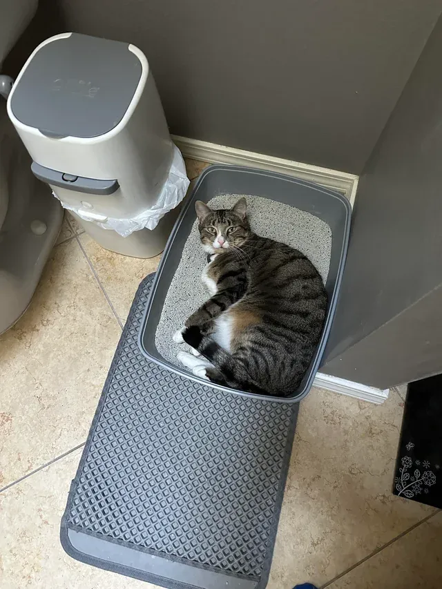 «Это похоже на хорошее место для сна».