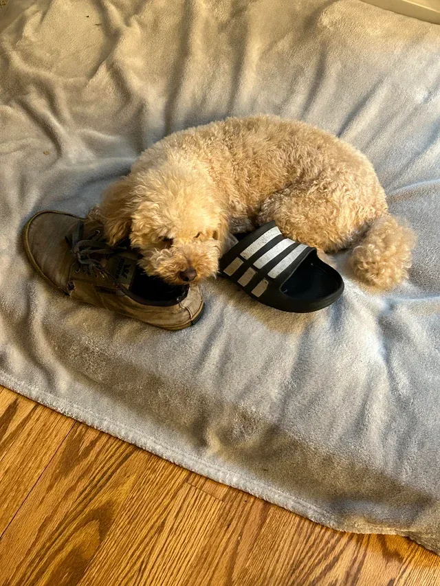 «Он собирает туфли, на которые можно положить голову. Ему не интересно их жевать, только собирать».